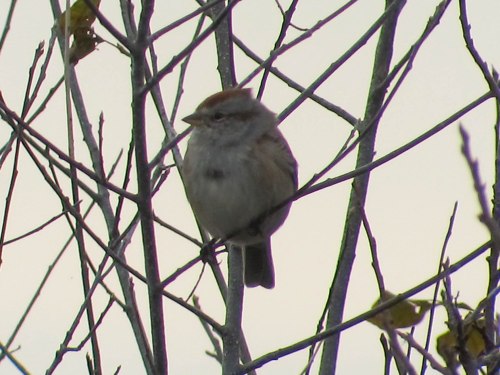 Am Tree Sparrow