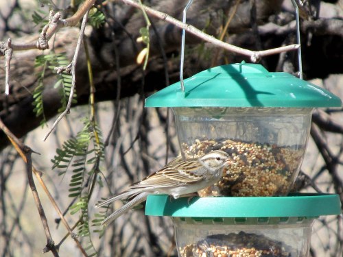 Young Chipping Sparrow