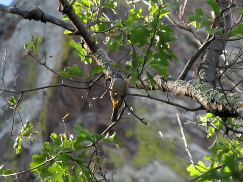 Colima Warbler