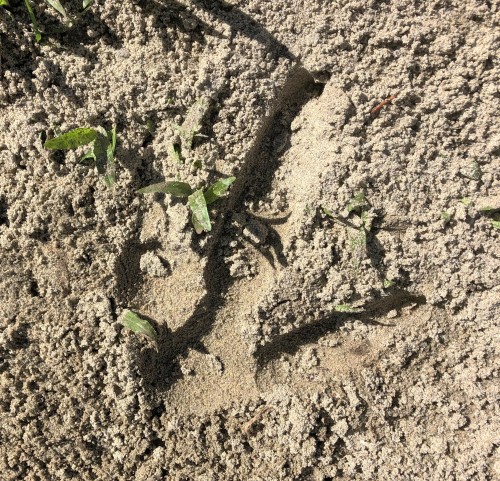 Cassowary footprint
